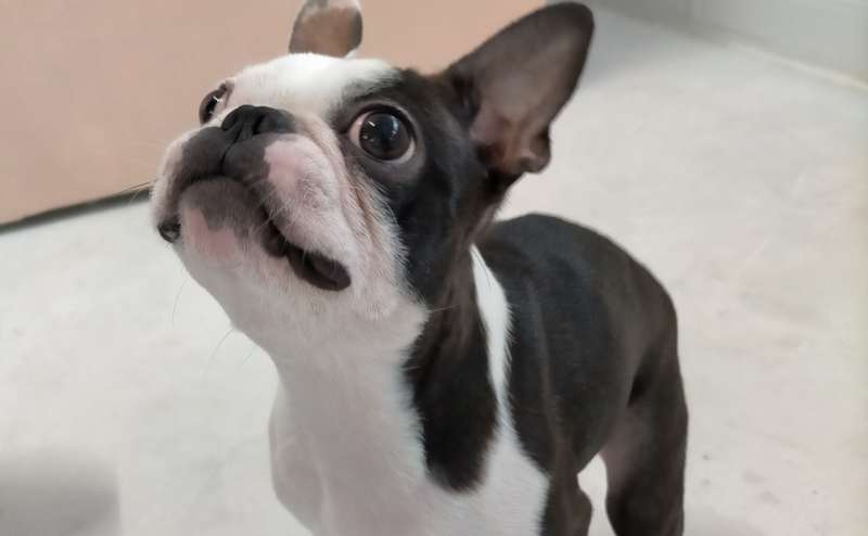 ペット歓迎のスタジオ、犬猫以外も歓迎。様々な動物がスタジオを訪れております