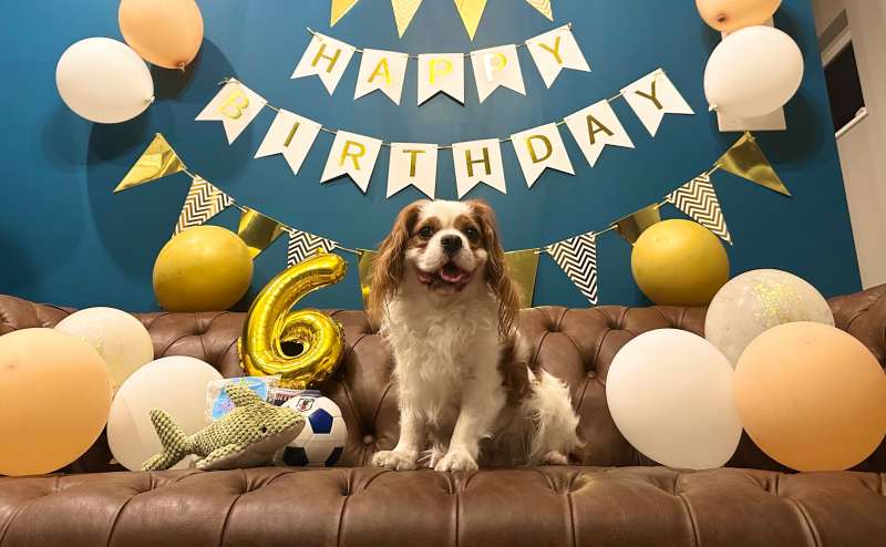 お誕生日パーティー装飾あります🎉🎈