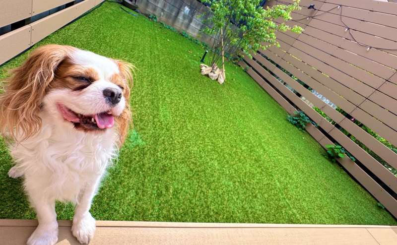 お庭にもドッグランスペースあります🐶💨
